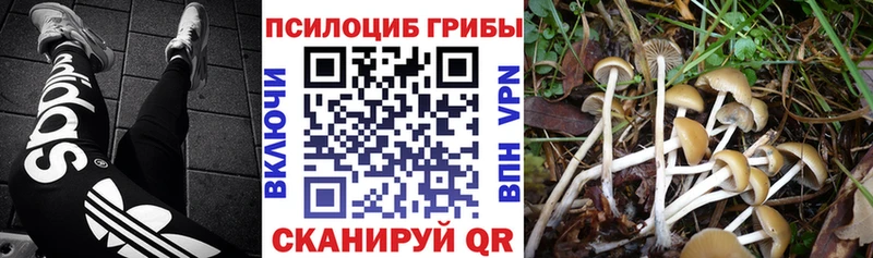 наркотики  Шатура  shop состав  Галлюциногенные грибы Magic Shrooms 